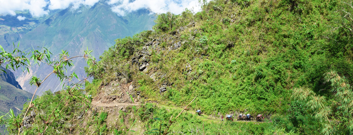 Ânes et matériel de camping sur le sentier Choquequirao à Machu Picchu
