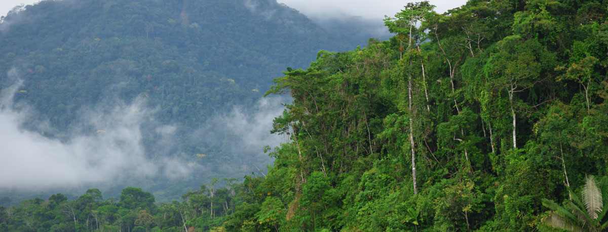 Parc national de Manu Canopée de la forêt amazonienne