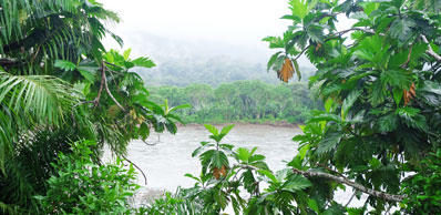 Vue de la rivière Alto Madre Dios à travers le feuillage de la jungle à Manu