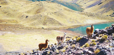 Lamas et piscine bleue près de Lares